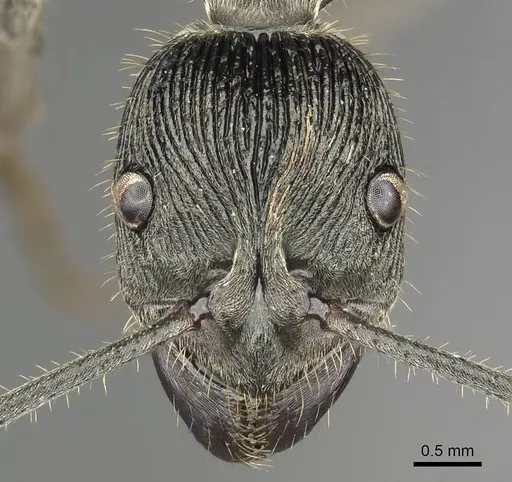 Diacamma carbonarium specimen CASENT0915966 image casent0915966_2