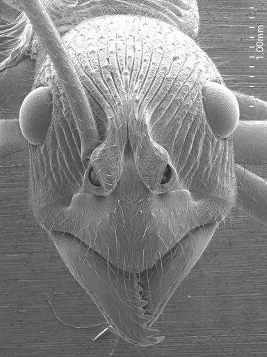 Diacamma ceylonense specimen ANTWEB1008516 image antweb1008516_2