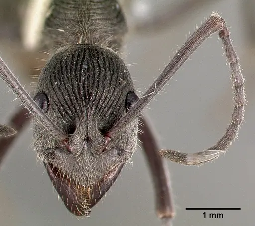 Diacamma ceylonense specimen CASENT0003158 image casent0003158_2