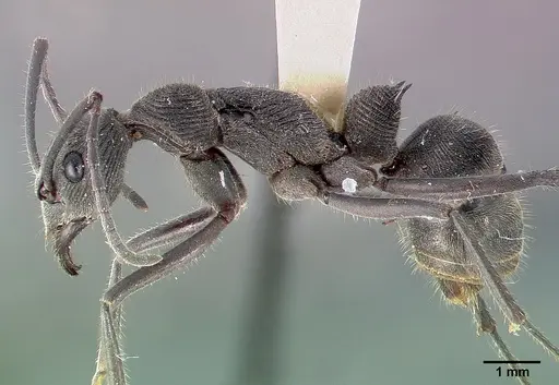 Diacamma ceylonense specimen CASENT0003158 image casent0003158_3