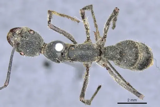 Diacamma ceylonense specimen CASENT0903871 image casent0903871_1