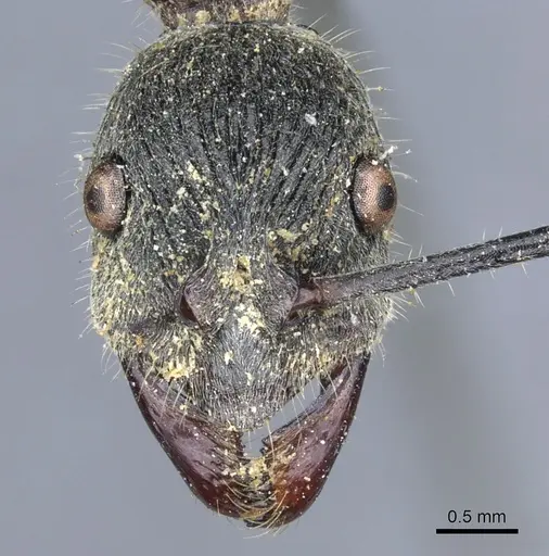 Diacamma ceylonense specimen CASENT0903871 image casent0903871_2