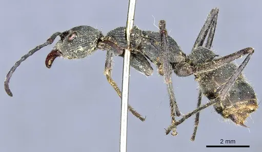 Diacamma ceylonense specimen CASENT0903871 image casent0903871_3