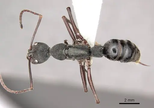 Diacamma concentricum specimen CASENT0915962 image casent0915962_1