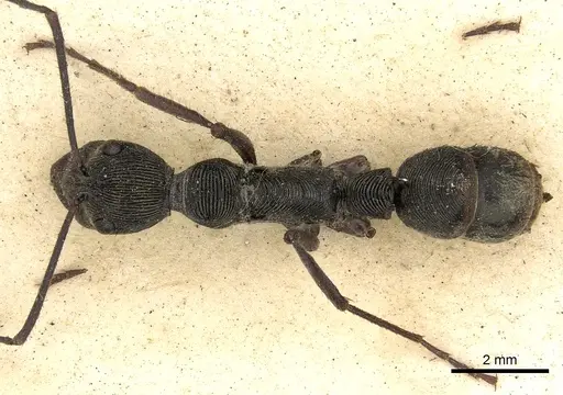 Diacamma cupreum specimen CASENT0901936 image casent0901936_1