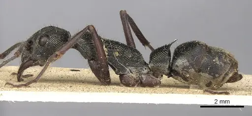 Diacamma cupreum specimen CASENT0901936 image casent0901936_3