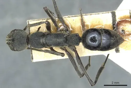 Diacamma cyaneiventre specimen CASENT0913724 image casent0913724_1