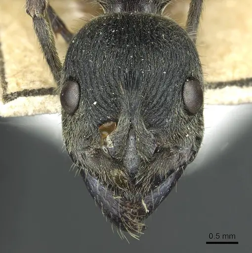 Diacamma cyaneiventre specimen CASENT0913724 image casent0913724_2