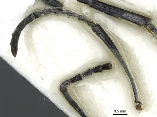 Diacamma cyaneiventre specimen CASENT0913724 image casent0913724_3