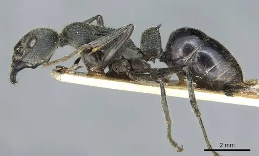 Diacamma cyaneiventre specimen CASENT0913724 image casent0913724_4
