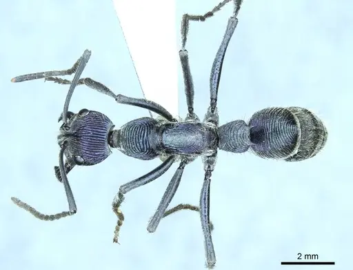 Diacamma excellens specimen CASENT0916095 image casent0916095_1