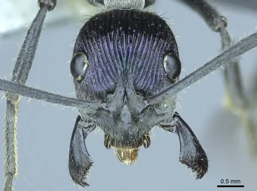 Diacamma excellens specimen CASENT0916095 image casent0916095_2