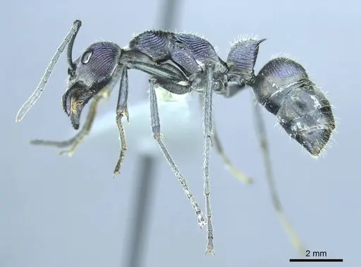 Diacamma excellens specimen CASENT0916095 image casent0916095_3