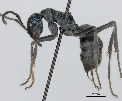 Diacamma generali specimen CASENT0217517 image casent0217517_3