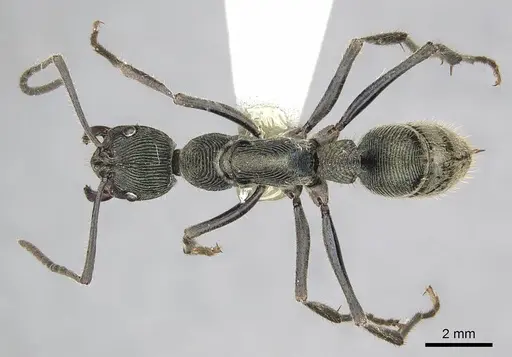 Diacamma generali specimen CASENT0915964 image casent0915964_1