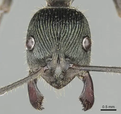 Diacamma generali specimen CASENT0915964 image casent0915964_2