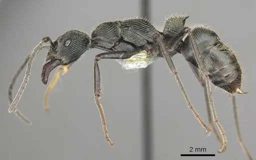 Diacamma generali specimen CASENT0915964 image casent0915964_3