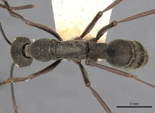 Diacamma geometricum specimen CASENT0900670 image casent0900670_1