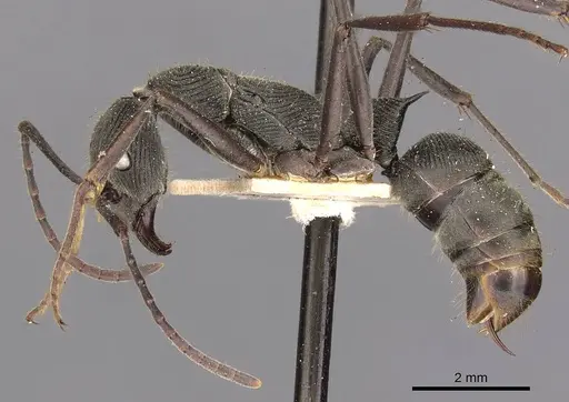 Diacamma geometricum specimen CASENT0900670 image casent0900670_3