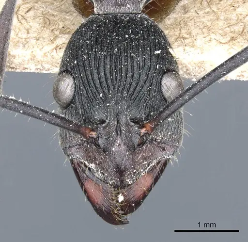 Diacamma geometricum specimen CASENT0903864 image casent0903864_2