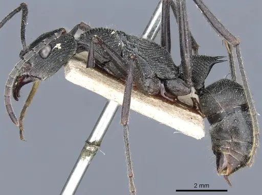 Diacamma geometricum specimen CASENT0903864 image casent0903864_3