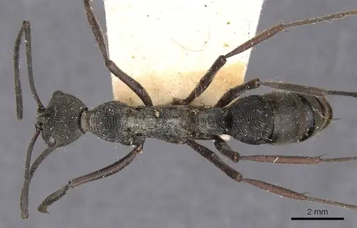 Diacamma geometricum specimen CASENT0907218 image casent0907218_1