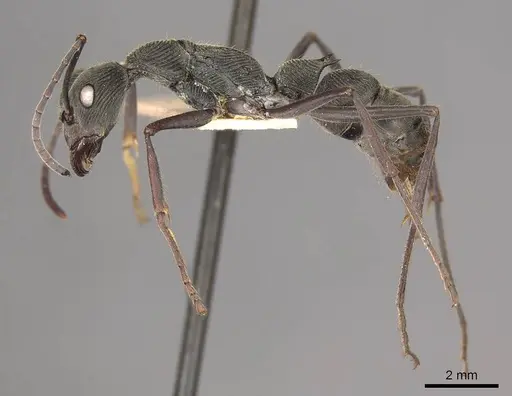 Diacamma geometricum specimen CASENT0915968 image casent0915968_4
