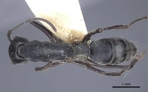 Diacamma geometricum specimen CASENT0916814 image casent0916814_1