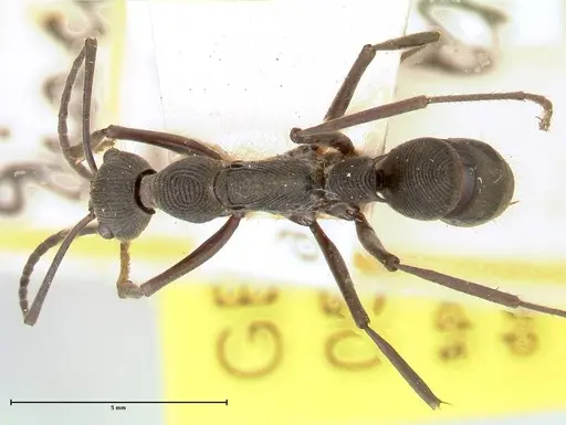 Diacamma geometricum specimen FOCOL0584 image focol0584_1