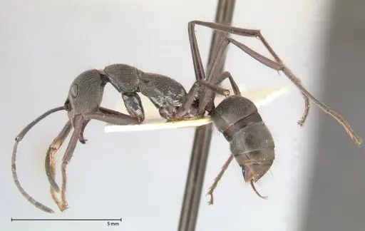 Diacamma geometricum specimen FOCOL0584 image focol0584_3