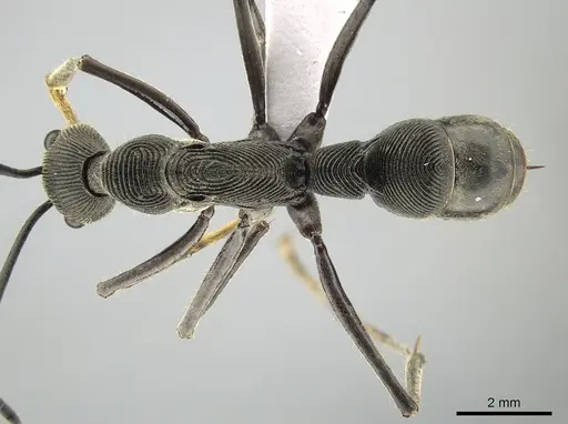 Diacamma geometricum specimen ZRC image zrc_ent00047849_1