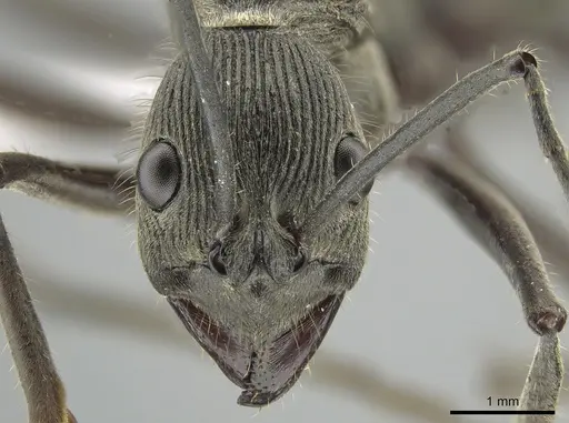 Diacamma geometricum specimen ZRC image zrc_ent00047849_2