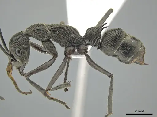 Diacamma geometricum specimen ZRC image zrc_ent00047849_3