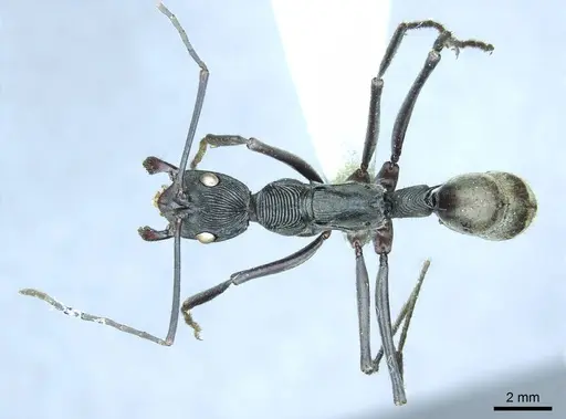 Diacamma gusenleitneri specimen CASENT0916087 image casent0916087_1