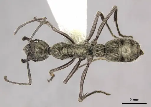 Diacamma holzschuhi specimen CASENT0915963 image casent0915963_1