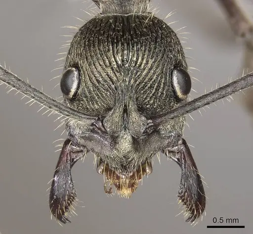 Diacamma holzschuhi specimen CASENT0915963 image casent0915963_2