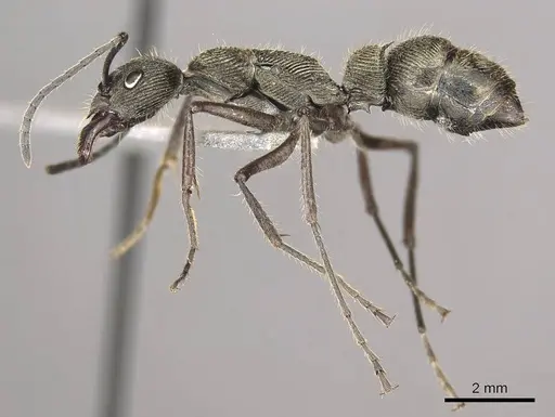 Diacamma holzschuhi specimen CASENT0915963 image casent0915963_3