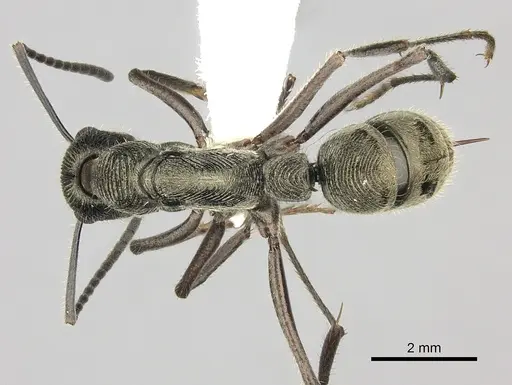 Diacamma indicum specimen CASENT0260416 image casent0260416_1