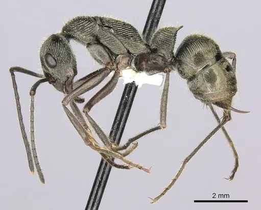 Diacamma indicum specimen CASENT0260416 image casent0260416_3
