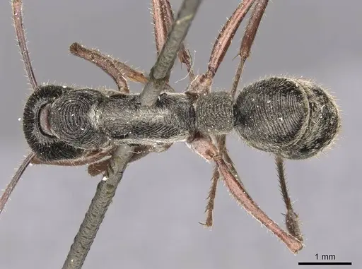 Diacamma indicum specimen CASENT0907227 image casent0907227_1