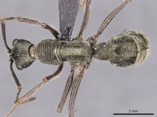 Diacamma indicum specimen CASENT0907229 image casent0907229_1