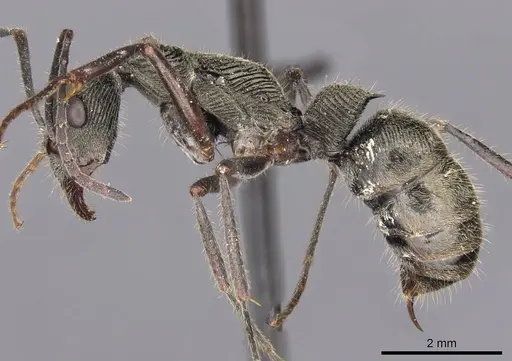 Diacamma indicum specimen CASENT0907229 image casent0907229_3