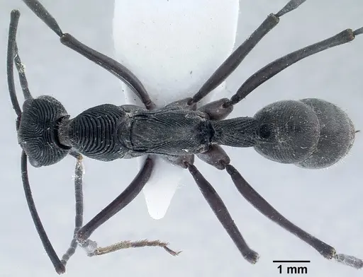 Diacamma intricatum specimen CASENT0179004 image casent0179004_1
