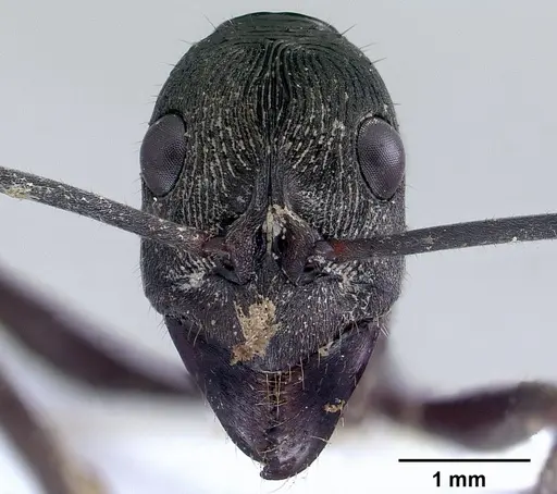 Diacamma intricatum specimen CASENT0179004 image casent0179004_2