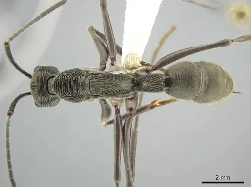 Diacamma intricatum specimen CASENT0634273 image casent0634273_1