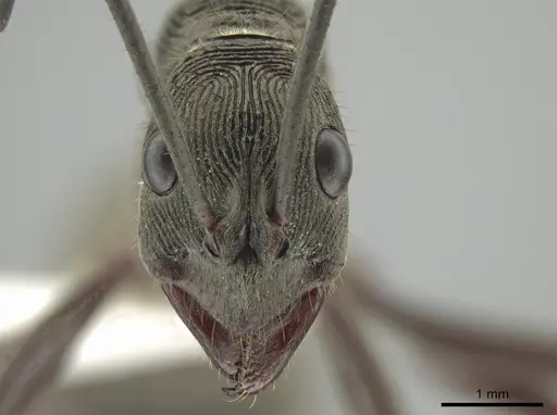 Diacamma intricatum specimen CASENT0634273 image casent0634273_2