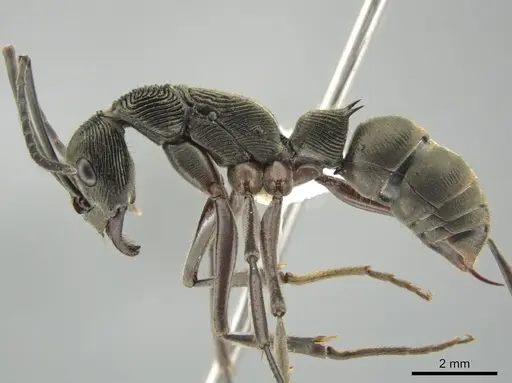 Diacamma intricatum specimen CASENT0634273 image casent0634273_3