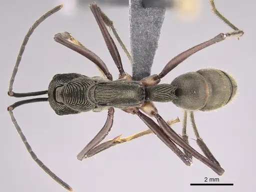 Diacamma intricatum specimen CASENT0746026 image casent0746026_1