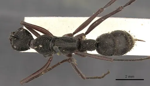 Diacamma intricatum specimen CASENT0900669 image casent0900669_1