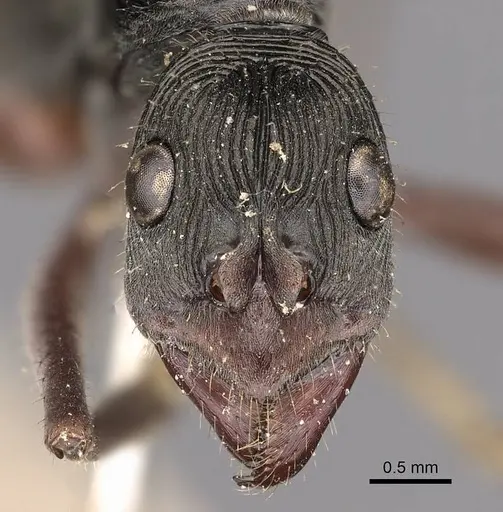 Diacamma intricatum specimen CASENT0900669 image casent0900669_2